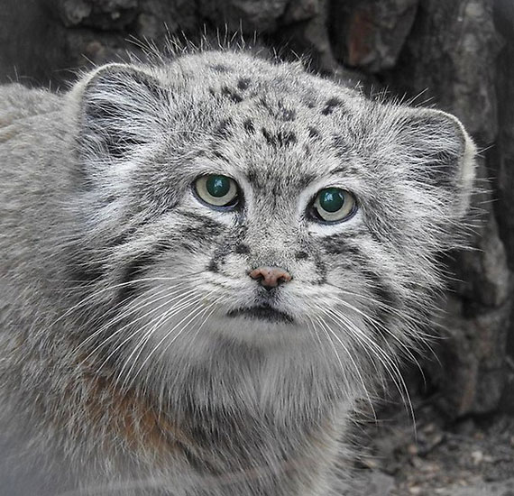 Manul Erwin