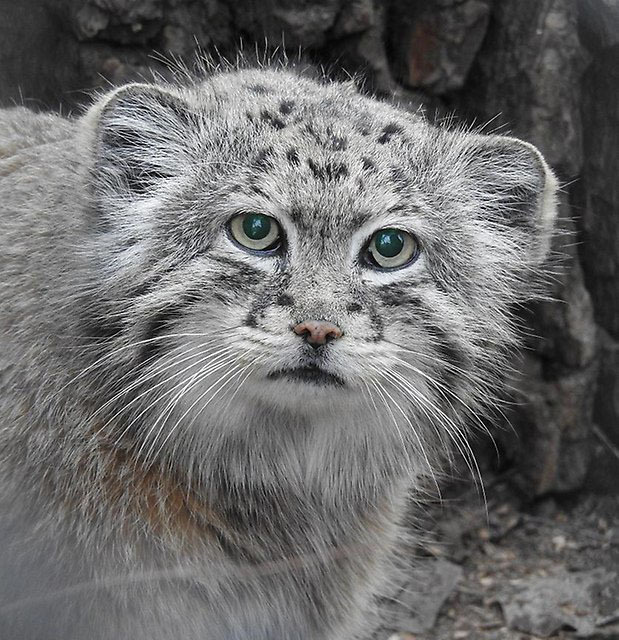 <a href="http://fotoforum.gazeta.pl/zdjecie/4056296,6,3,2,0,Manul-2.html" target="_blank">Manul Erwin, Warszawskie ZOO [Fot. Anna Nasadach]</a>